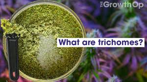 what are trichomes weed easy