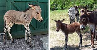 We did not find results for: Adorable Italian Zonkey Is Half Donkey Half Zebra This Is Italy