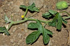 Image result for Cucumis engleri