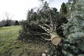 People cut down 15 billion trees each year and the global tree count has fallen by 46% since the beginning of human civilization. Pine Crime Solved 3 Students Cited For Theft Of Rare 25 Foot Tree From Uw Arboretum Police Say Crime Madison Com