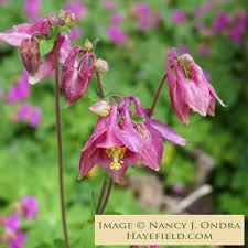 Image result for Aquilegia vulgaris Tower Mix