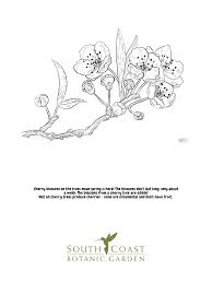 Want to discover art related to coloringpage? Seeds Of Fun Cherry Blossoms And Cactus Flower Coloring Pages South Coast Botanic Garden Foundation