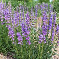 Image result for Penstemon