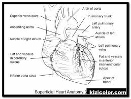 Here is a way to have fun coloring while learning about the living world. Heart Lock For Sharpie Coloring Pages Free Printable Coloring Pages For Girls And Boys