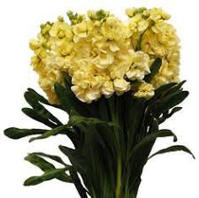 Yellow Stock Flowers All Year Stock Flower Purple Flowers Yellow Flowers