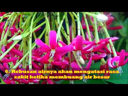 357 reads 11 votes 6 part story. Herba Malaysia 6 Khasiat Pokok Akar Dani Rangoon Creeper Drunken Sailor Youtube