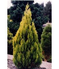 Το συναντάμε σε δυο ποικιλίες: Kyparissi Cypress Cupressus Sempervirens Glastra Times
