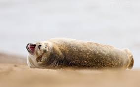 One Of The Atlantic Seals Found On A Secluded Beach Typical Of The Type Of Image That Participants Of The Natureslens Atlantic Grey Seal Seal Pup Pup Animals
