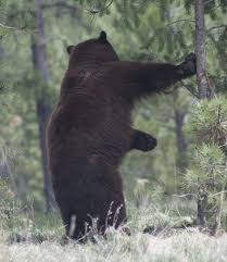 The bear is scratching its back while standing on its hind legs and stretching its front legs upwards. Black Bear Nature Wildlife Scratching Back Trees Big Pikist