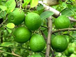 Buy fruit trees from crj fruit trees nursery uk. Lemon Hamid Tree Outdoor Trees Fruit Trees Dubai Garden Centre