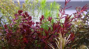 Image result for Rotala mexicana