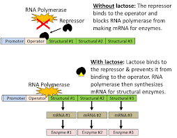 Control Of Gene Expression