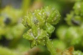 Image result for Dysphania schraderiana