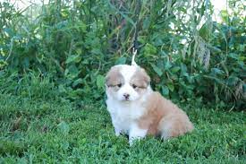 Maybe you would like to learn more about one of these? Gorgeous Australian Shepherd Corgi Cross Puppies For Sale In Wellington Colorado Classified Americanlisted Com