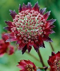 Charming and welcome first flowering perennials of spring. Pin On My Garden Shine