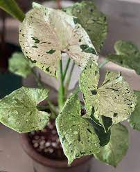 Syngonium Green Splash Raised Garden Beds Diy Cheap Plants Patio Plants