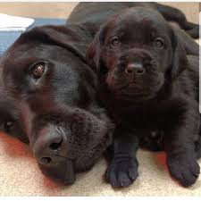 Pin De Sara En San Miguel Arcangel En 2020 Mascotas Bonitas Perros Bonitos Perros