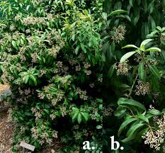 If you're looking for a tree or shrub that produces white flowers, check out one of these 11 lovely species. Florida Native Plants Nursery