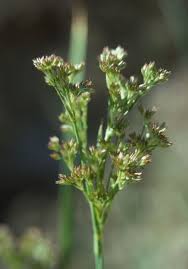 Image result for Juncaceae