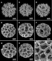 Image result for Vernonia centaureoides