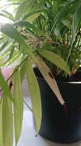 The parlor palm (chamaedora elegans), sometimes referred to as the neanthe bella palm, is an easy houseplant to grow and is very well suited to indoor life. Chamaedorea Elegans Parlour Palm Neanthe Bella Palm Guide Our House Plants
