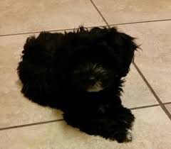 Phoenix Craigslist Dogs Animals Phoenix