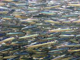 Ada banyak jenis ikan yang bisa kita makan. Ikan Teri Taksonomi Morfologi Habitat Sebaran Dan Jenisnya
