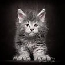 Black And White Maine Coon Kittens For Sale Pin On Animals That I Love