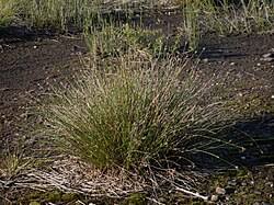 Image result for Schoenus