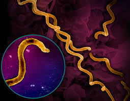 Image result for Treponema