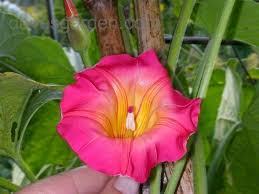 Image result for Stictocardia