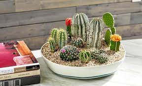 Contoh bunga kaktus mini unik di pot terrarium cantik dan langka cactus flower pot ideas cactus flower pictures gardens cactus. Ide Mempercantik Interior Rumah Dengan Kaktus Mungil Yang Lucu Arsitag