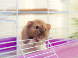 What kind of rat cage accessories and decorations does a well set up rats' cage need? A Diy Cage For Your Pet Rats