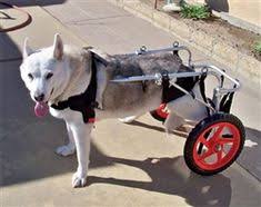 We offer a wide variety of pet supplies to choose from. 26 Hips Don T Lie Ideas Dogs Hip Replacement Surgery Hips