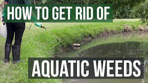 Get contact details and address of pest control services, termite control, pest control solutions firms and companies. How To Get Rid Of Weeds In Ponds Lakes Aquatic Weed Control Tips Youtube