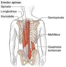 Figure 2 6 Spinal Extensors And The Quadratus Lumborum Back View Of Vertebral Column The Three Columns Sp Lower Back Muscles Anatomy Anatomy Muscle Anatomy