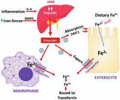 We did not find results for: Https Naspghan Org Wp Content Uploads 2020 10 Anemia In Children With Inflammatory Bowel 31 Pdf