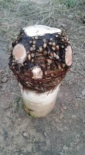 Hasil jutaan ep cara tanam pisang jarak rapat. Nak Hasilkan Anak Pokok Pisang Secara Banyak Dan Cepat Ikut Cara Ini Impiana