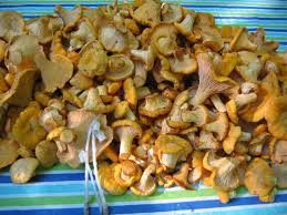 Wild Mushrooms Ohioline