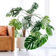 If it's growing faster, transplant it when it's outgrown its existing pot. Swiss Cheese Plants For Sale Fastgrowingtrees Com