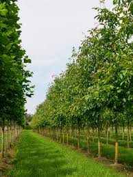 Image result for Juglans
