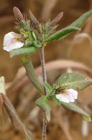 Image result for Blepharis cuanzensis