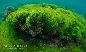 Surfgrass Phyllospadix Shallow Water San Clemente Island San Clemente Island California Usa Phyl Underwater Photos Stock Photograph San Clemente Island