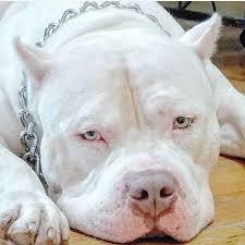 6 easy way to stop your dog from barking pitbull terrier pitbull dog pitbulls