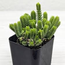 Image result for Crassula leachii