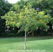Image result for Cassia thyrsoidea