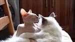 Ragspy Ragdolls and Sphynx - Home | Facebook