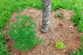 For established fruit trees, work 1 cup of fertilizer into the soil within the drip line every three months throughout the growing season. Planting A Fruit Tree Guild