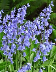 Pin On Garden And Outdoor Design