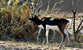 Due to its slow movements, the antelope is an easy target for its predators in their natural habitat. Free The Addax Antelope Stock Photo Freeimages Com